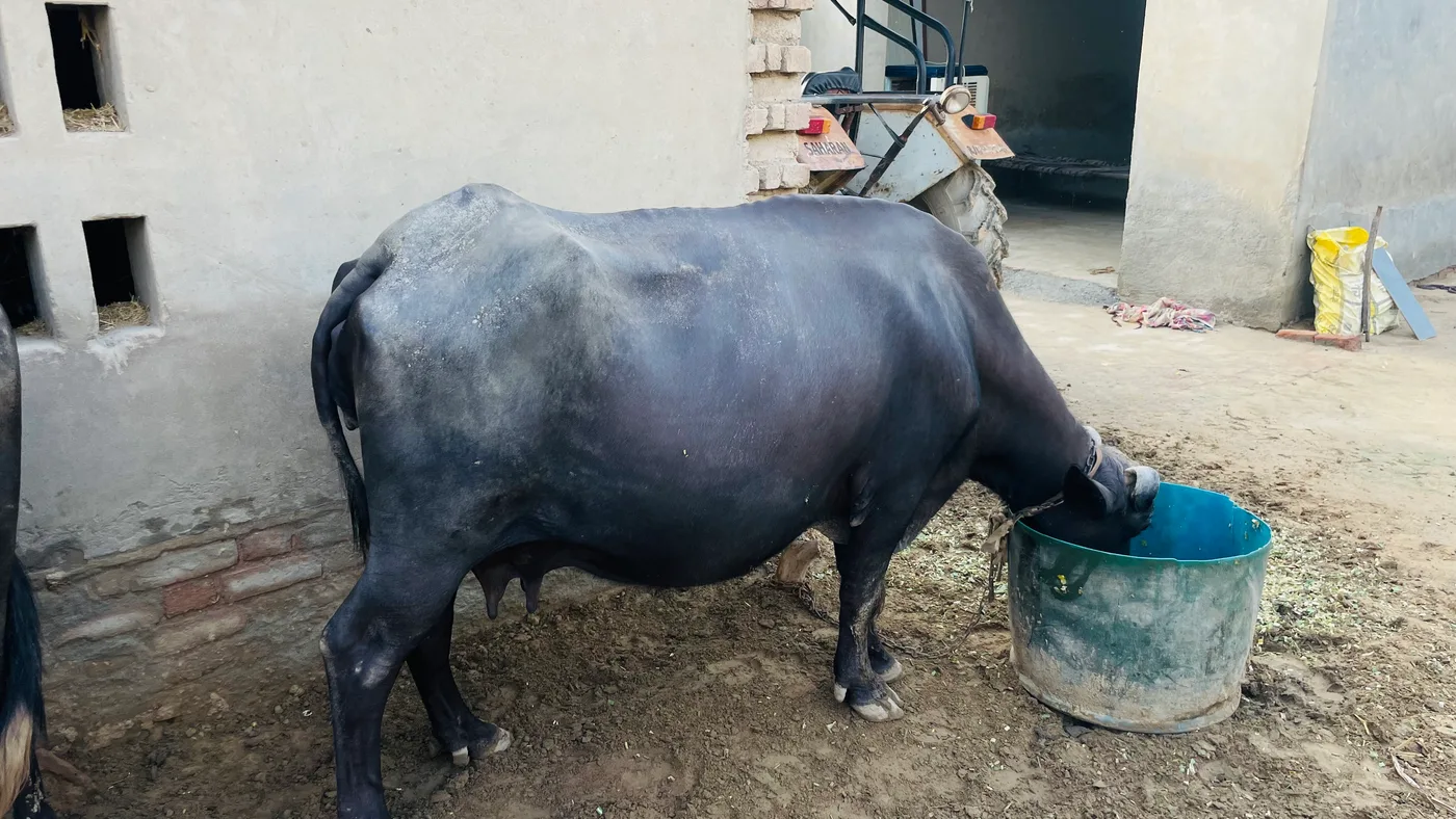 Others Buffalo in  RAJASTHAN