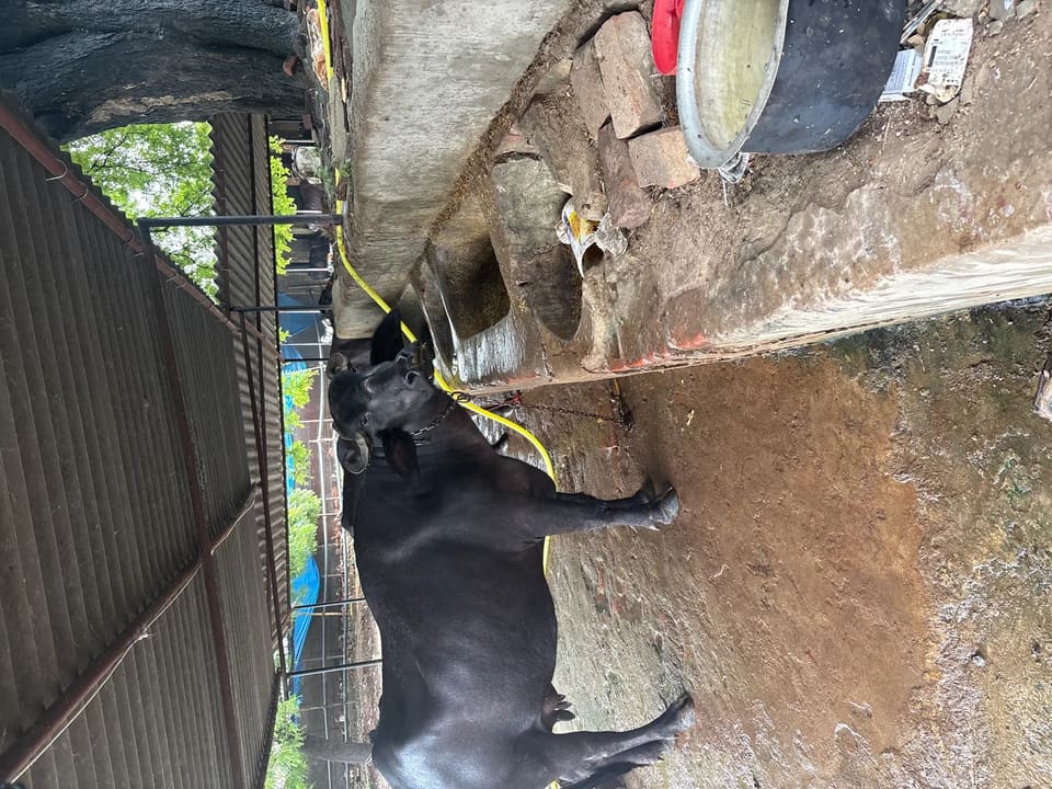 Banni  Buffalo in UTTAR PRADESH