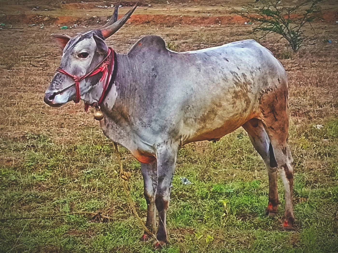 ONGOLE Cow in  KARNATAKA