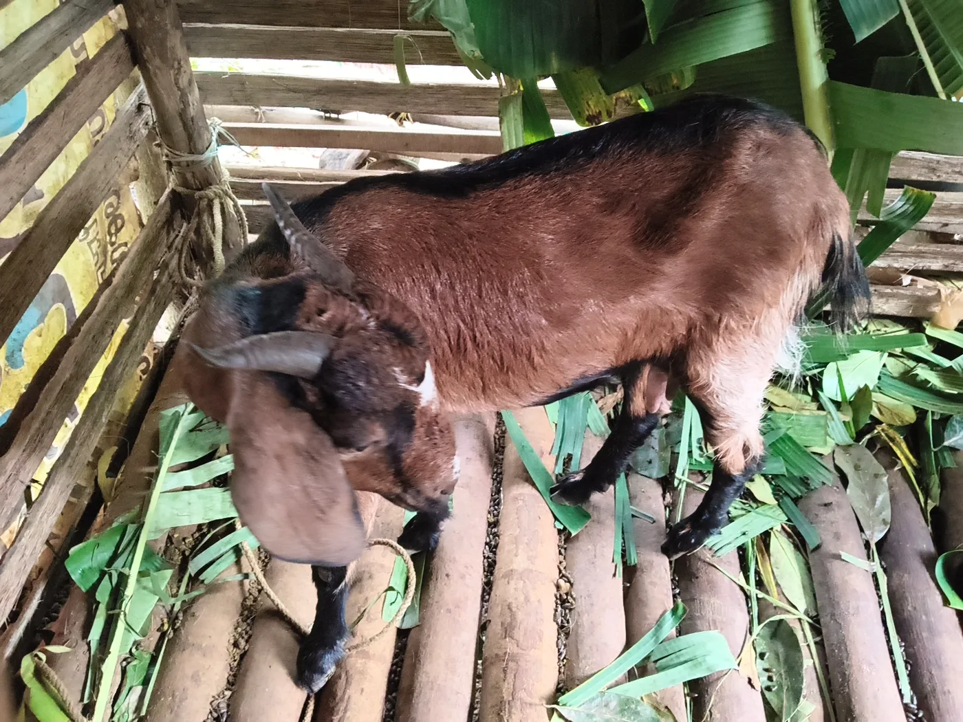Malabari Goat in  KERALA