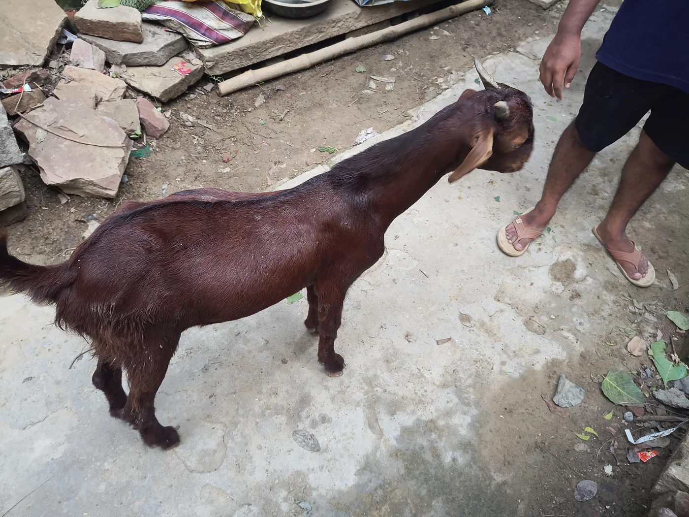 Sirohi Goat in  UTTAR PRADESH