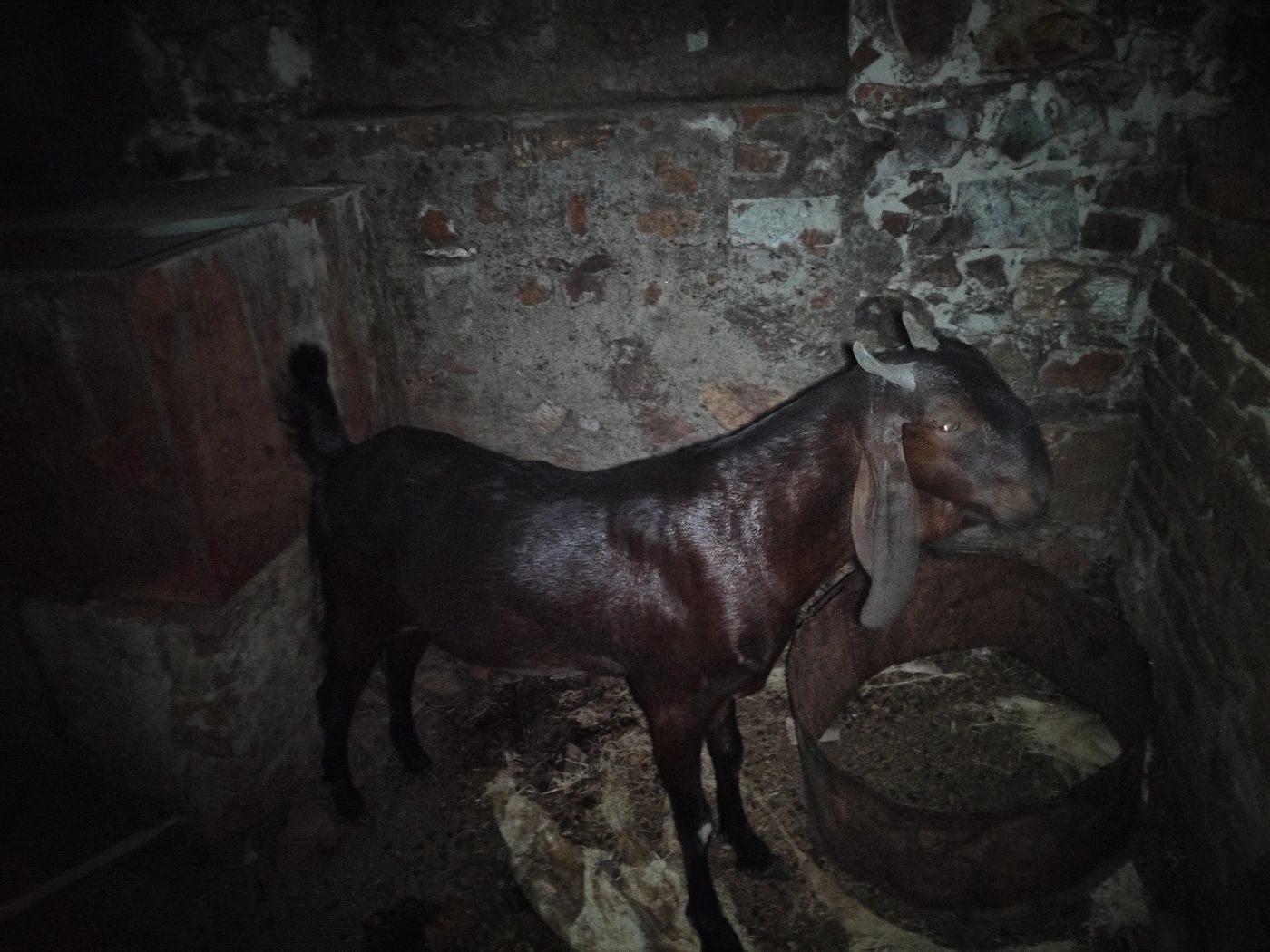 Desi Goat O0169, District:  TONK, State:  RAJASTHAN
