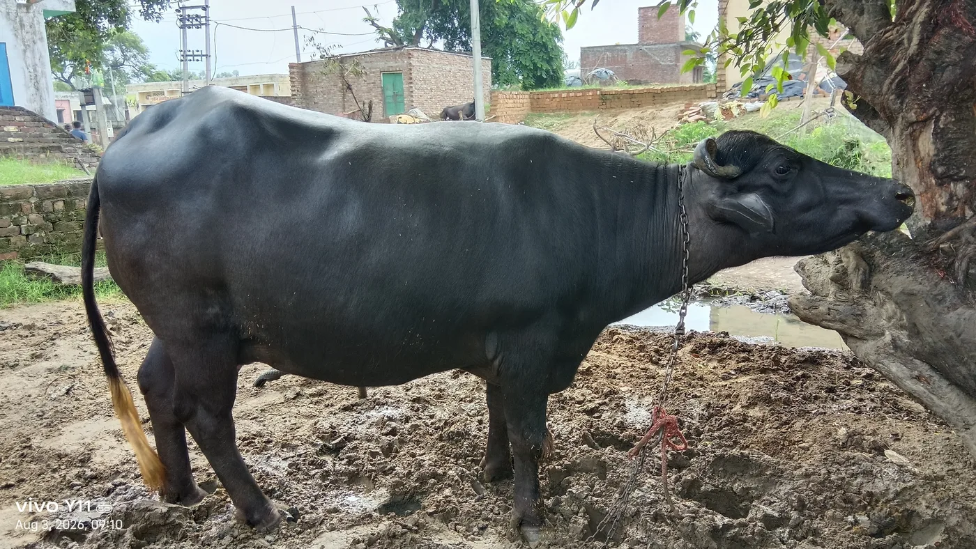 Murrah Buffalo in  UTTAR PRADESH