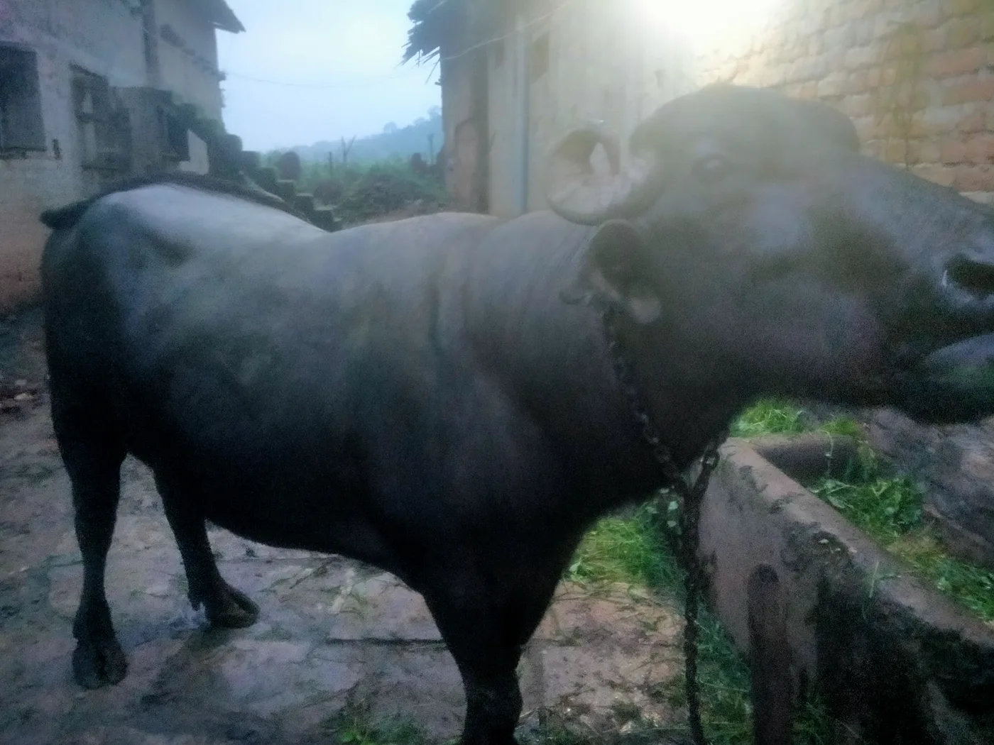 Murrah Buffalo M5151 in  MADHYA PRADESH