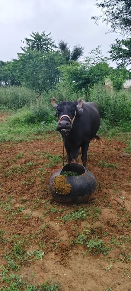 Murrah Buffalo in  RAJASTHAN