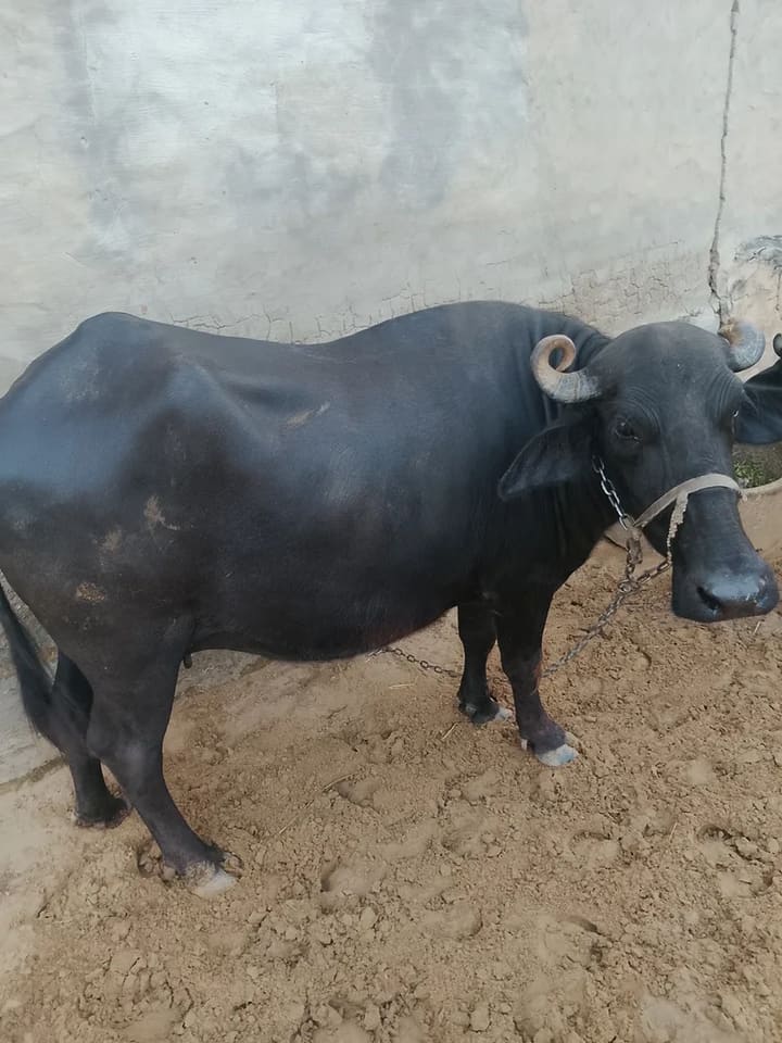 Murrah Buffalo M4740 in  RAJASTHAN