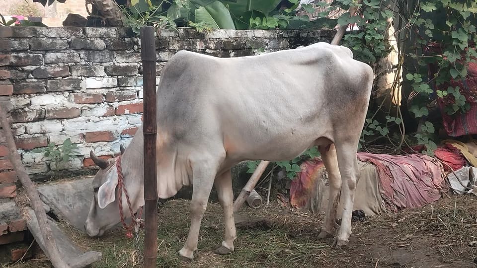 Kankrej Cow in  BIHAR
