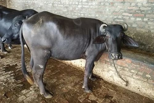 Mix murah Buffalo O0731 in  HARYANA