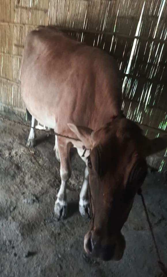 Gir Cow in  NA
