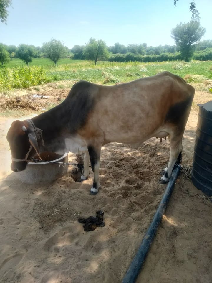 Rathi Cow R0514 in  RAJASTHAN