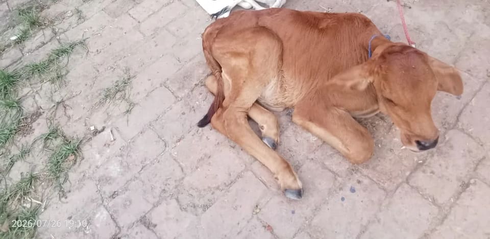 Sahiwal Cow in  UTTARAKHAND