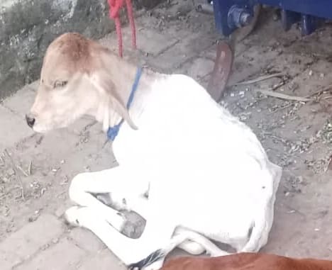 Hariyana Cow in  UTTARAKHAND