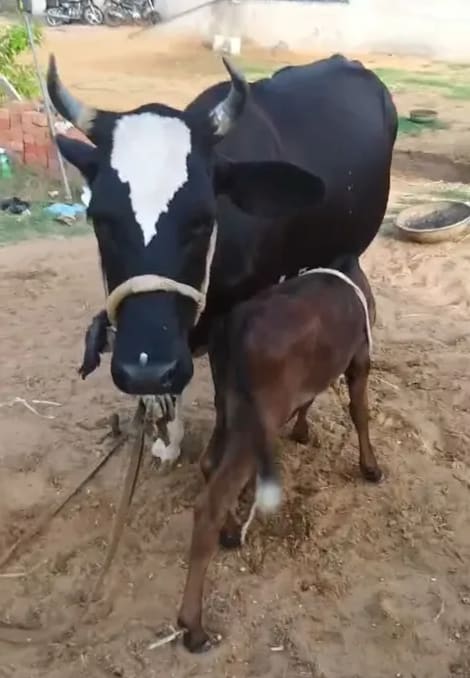 HF Cow in  RAJASTHAN