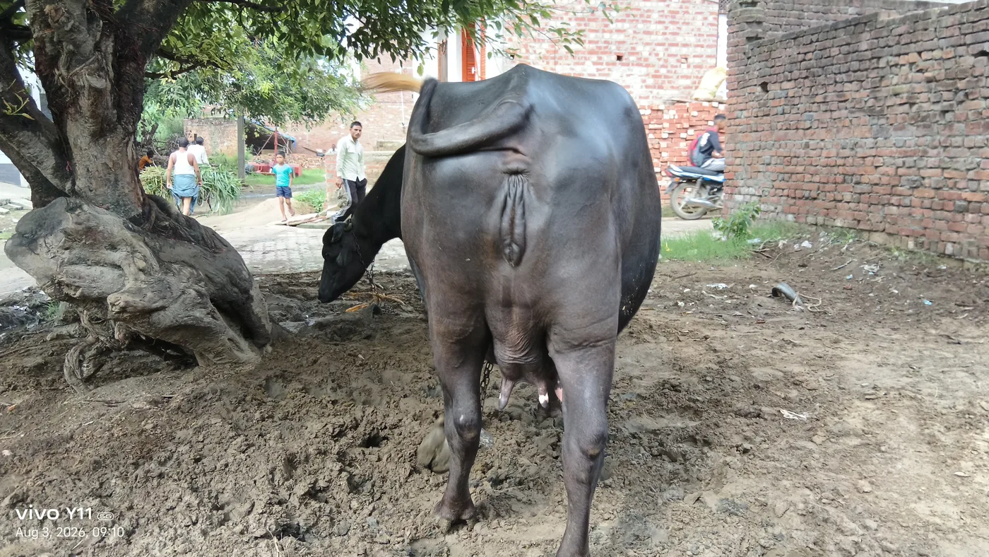 Murrah Buffalo in  UTTAR PRADESH