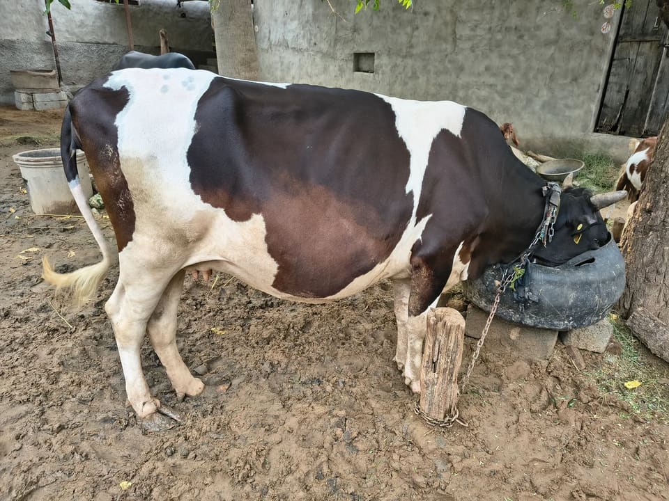 HF Cow in  RAJASTHAN