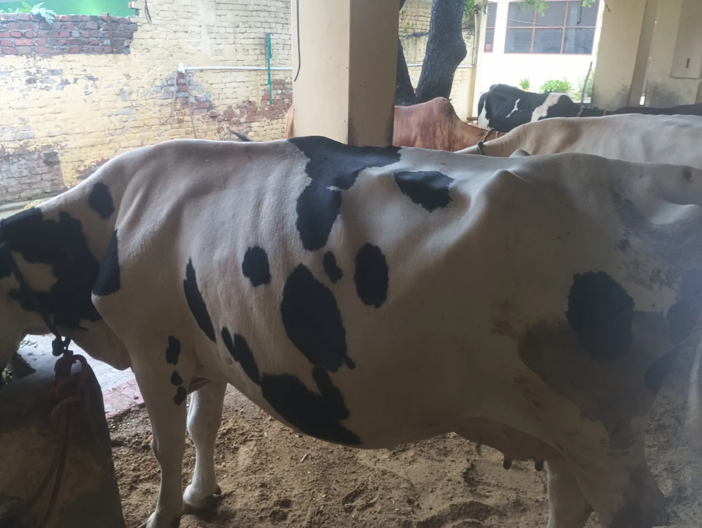 HF Cow in  UTTAR PRADESH