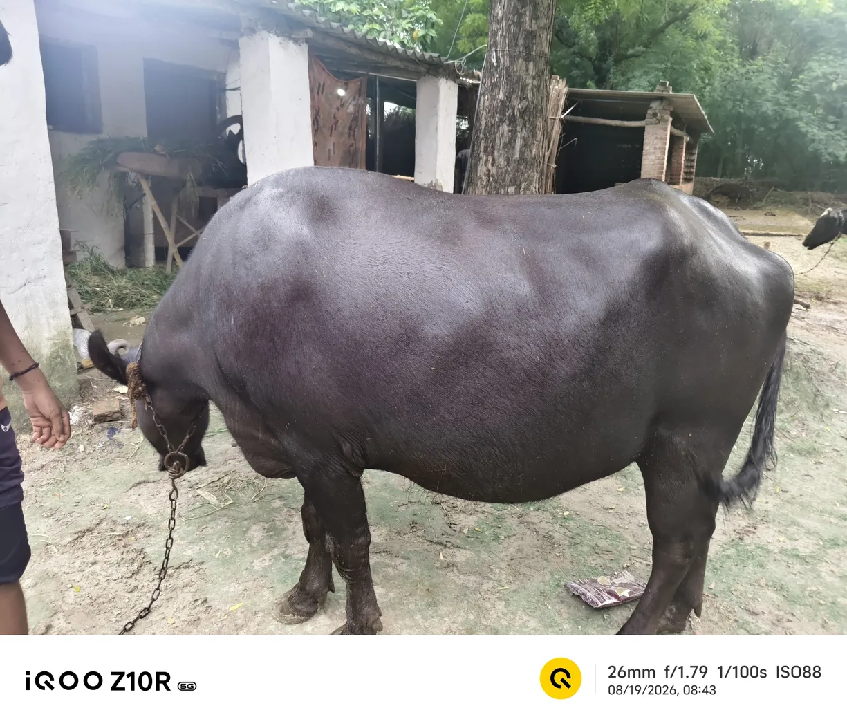 Haryana Buffalo O0540 in  UTTAR PRADESH