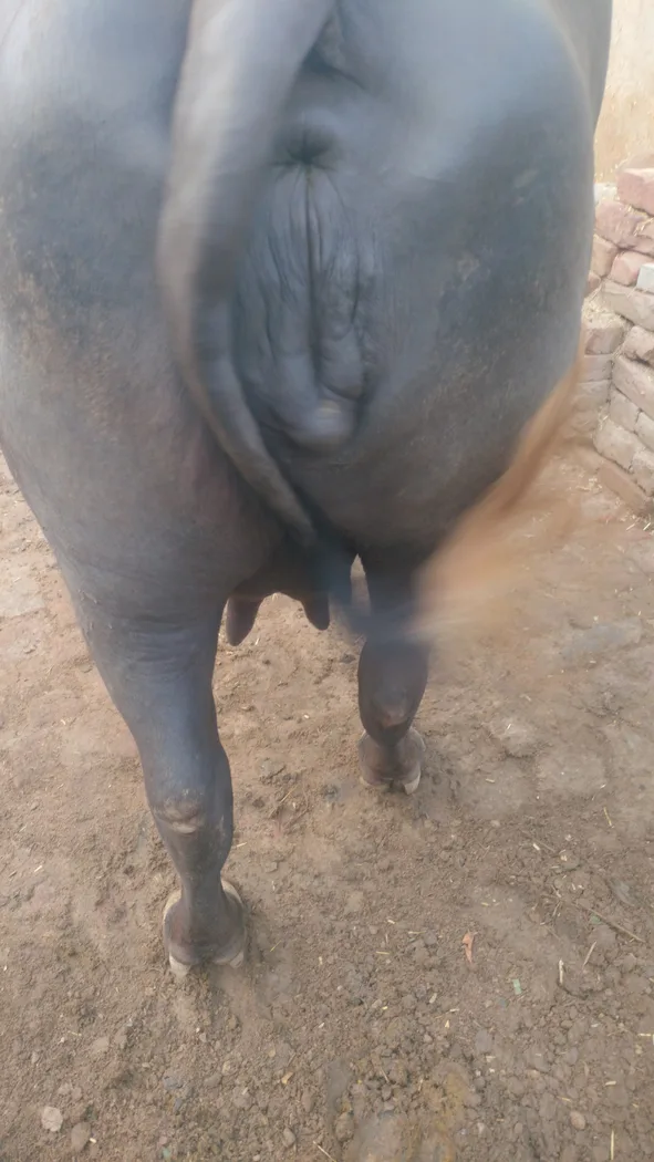 Murrah Buffalo in  HARYANA