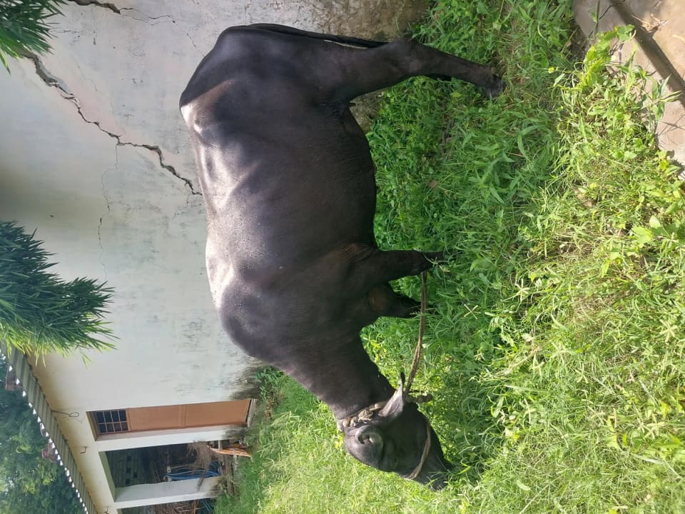 Murrah Buffalo in  UTTAR PRADESH