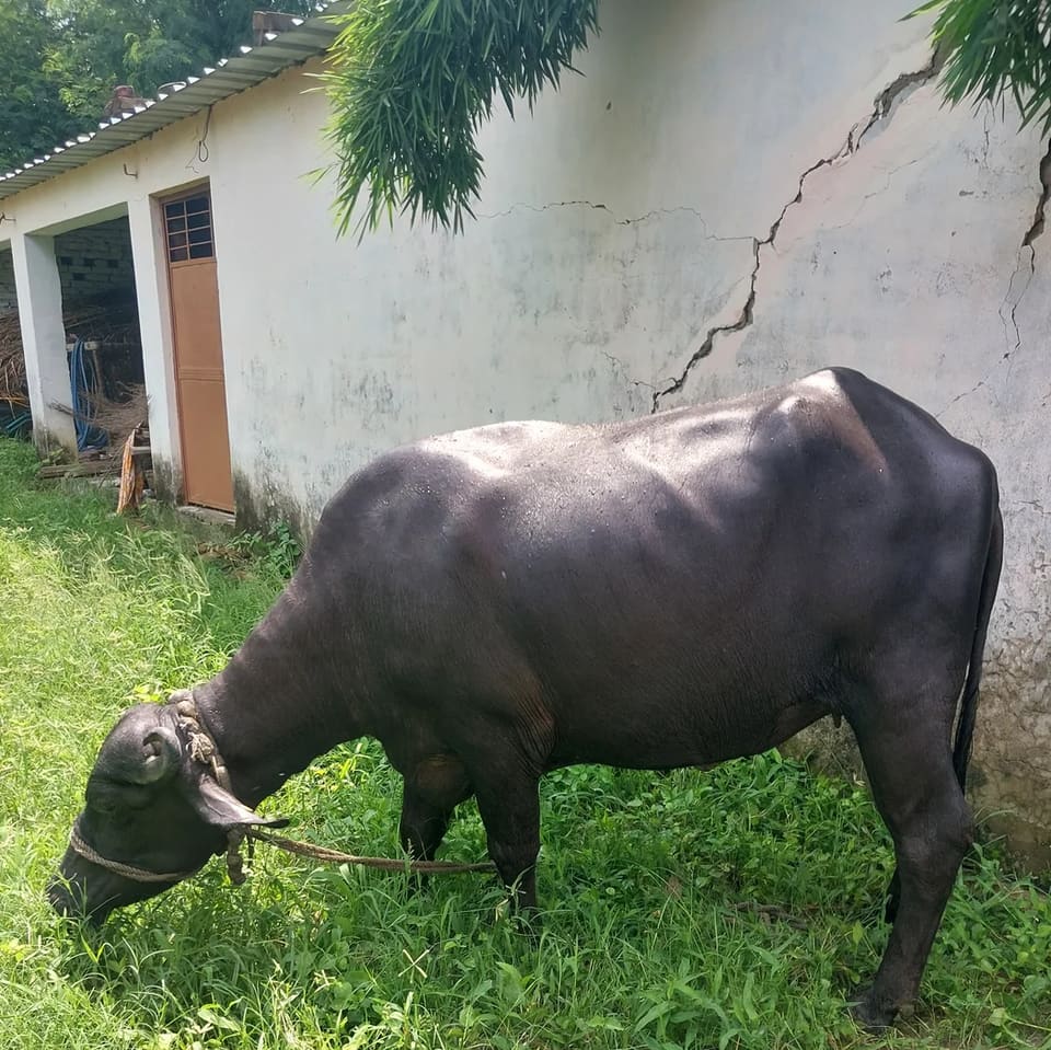 Murrah Heifer Buffalo M4661 in  UTTAR PRADESH