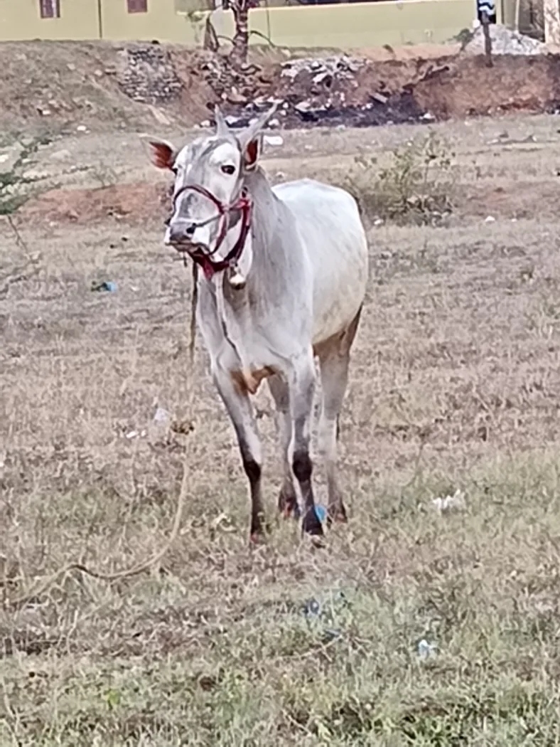 ONGOLE Cow in  KARNATAKA