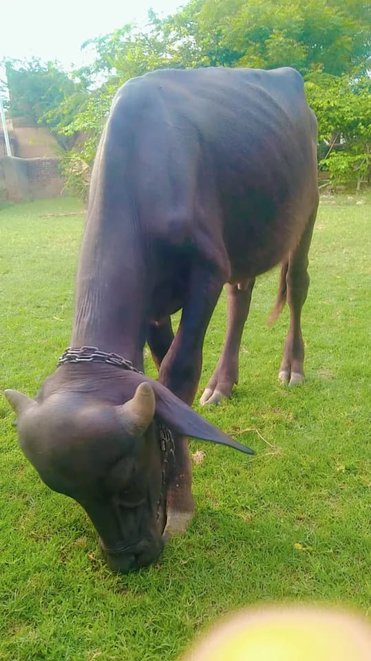 Others Others in  RAJASTHAN