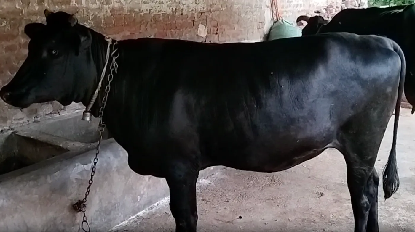 Jersey Cow in  UTTAR PRADESH