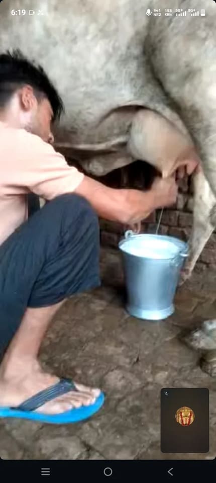 Sahiwal Cow S1938 in   UTTAR PRADESH