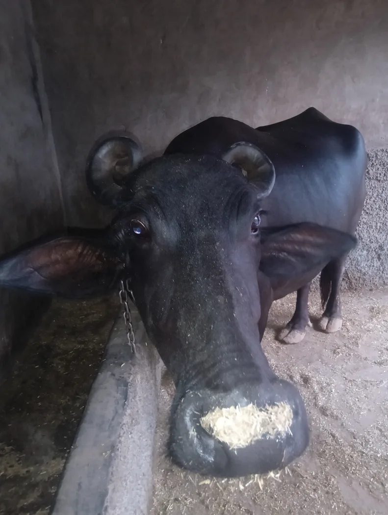 Others Buffalo in  RAJASTHAN