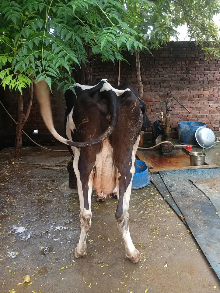 HF Cow in  UTTAR PRADESH