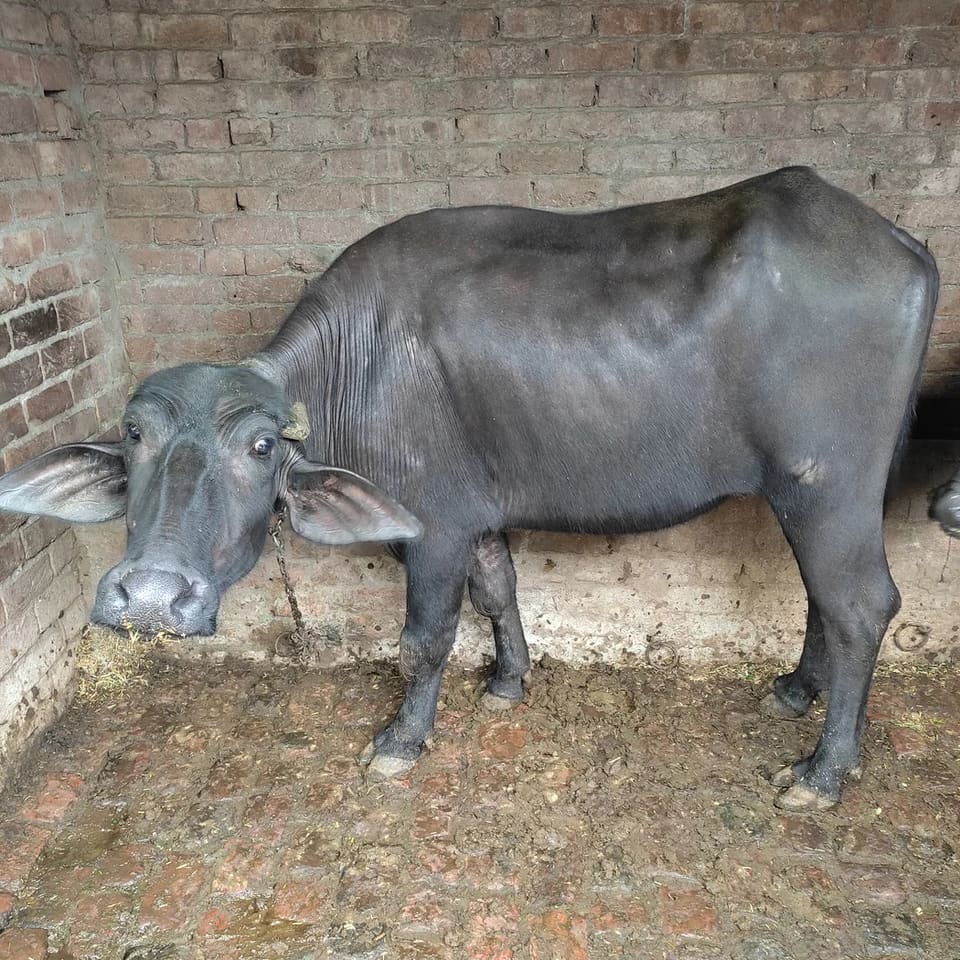 Others Buffalo in  HARYANA