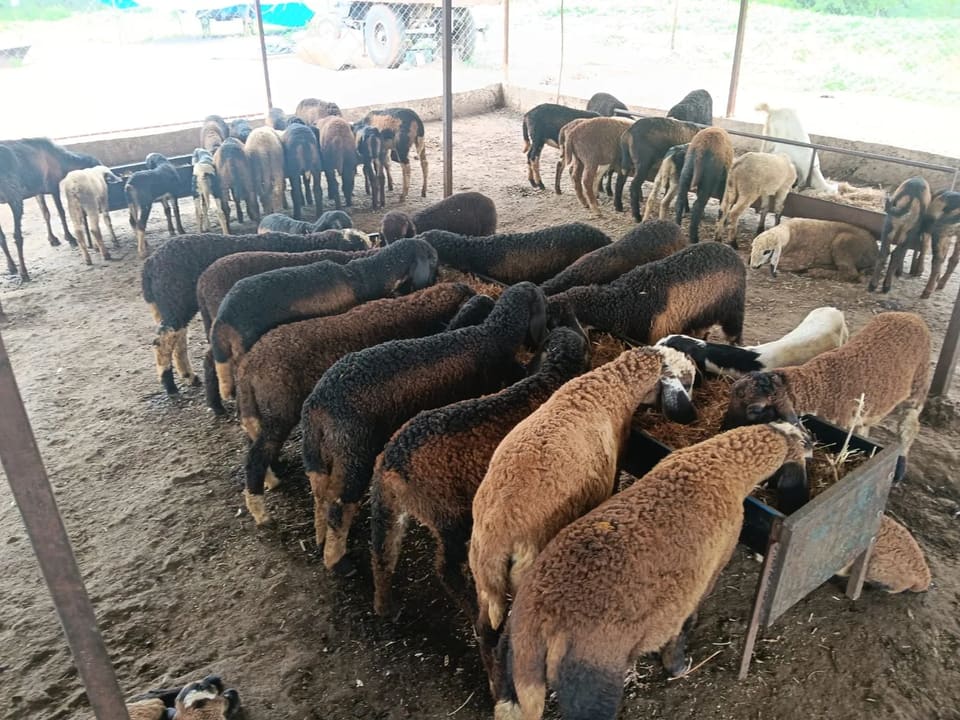 Others Sheep in  MAHARASHTRA