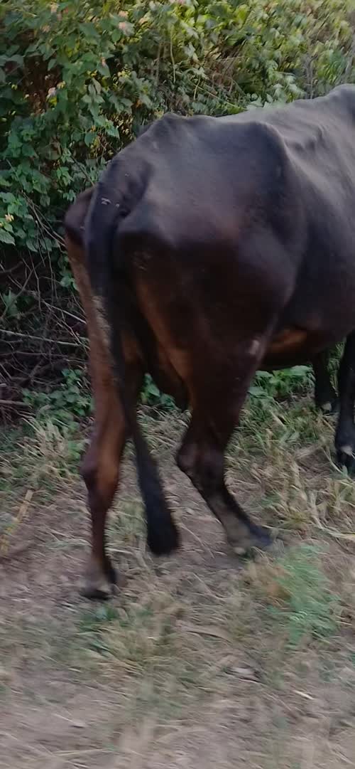 Kapila Cow K0264 in  MAHARASHTRA