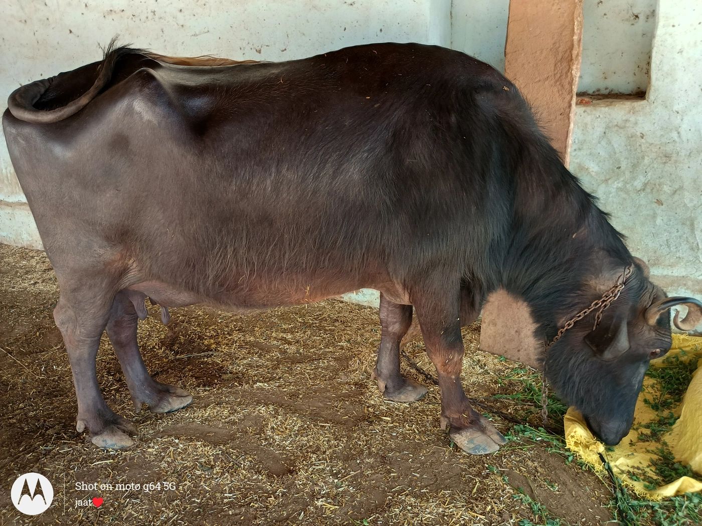 Murrah Buffalo M4163, MilkPerDay: 12Litres, District:  NAGAUR, State:  RAJASTHAN