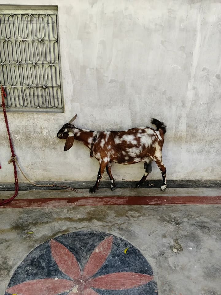Sirohi Goat S0572 in UTTAR PRADESH