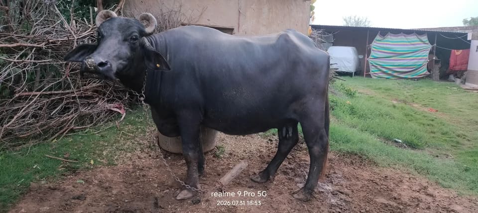 Murrah Buffalo in  RAJASTHAN
