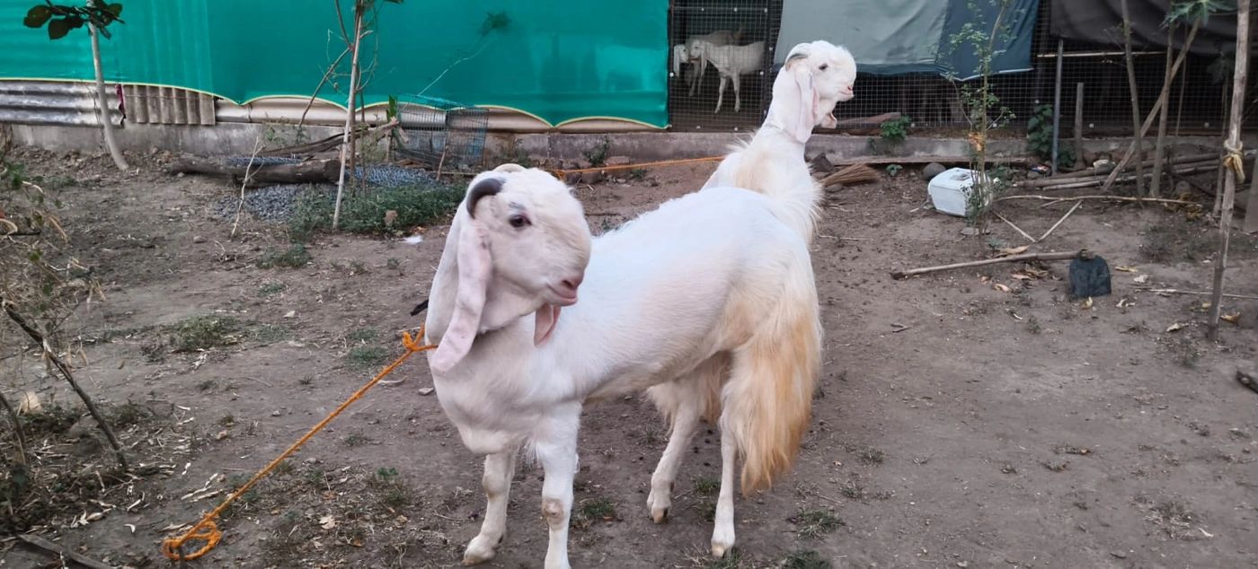 Jamunapari Goat J0238, District:  SEHORE, State:  MADHYA PRADESH