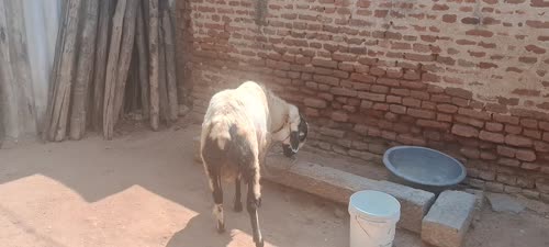 Neelore  Jodipi Sheep N0162, District:  VELLORE, State:  TAMIL NADU