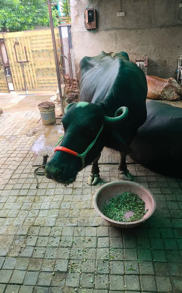 Murrah Buffalo in  RAJASTHAN