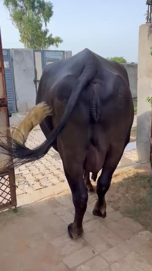 Kali Buffalo O0446 in  HARYANA