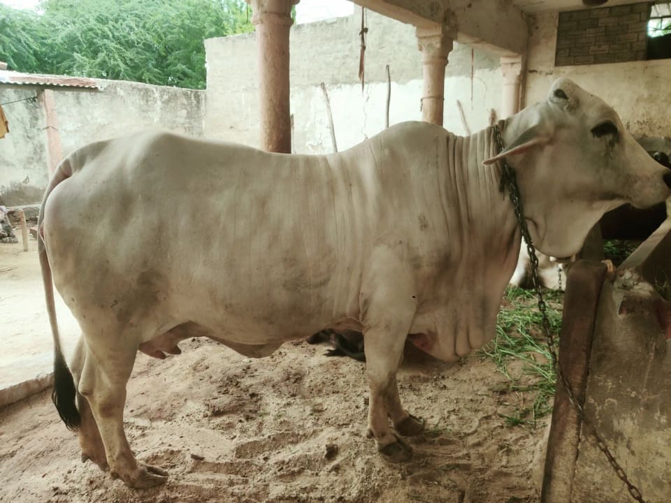 Tharparkar Cow in RAJASTHAN