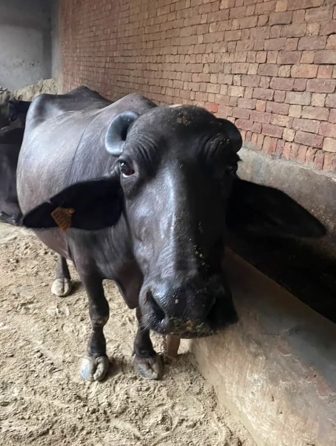 Murrah Buffalo in  UTTAR PRADESH