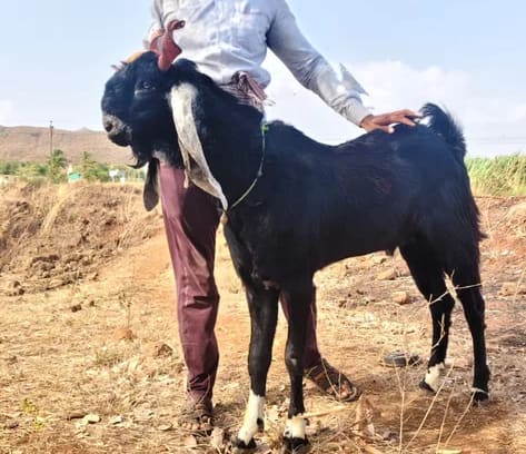 Kota Goat in  MAHARASHTRA