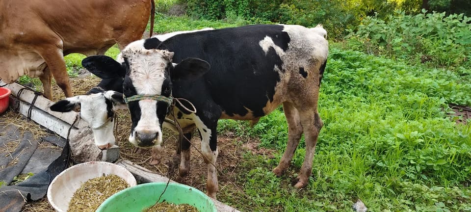 HF Cow in  MAHARASHTRA