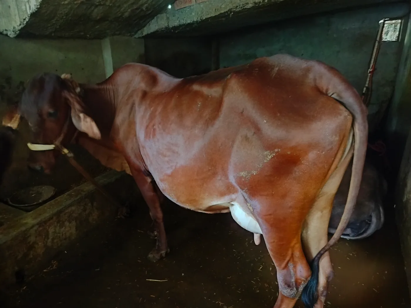 Gir Cow G2194 in UTTAR PRADESH