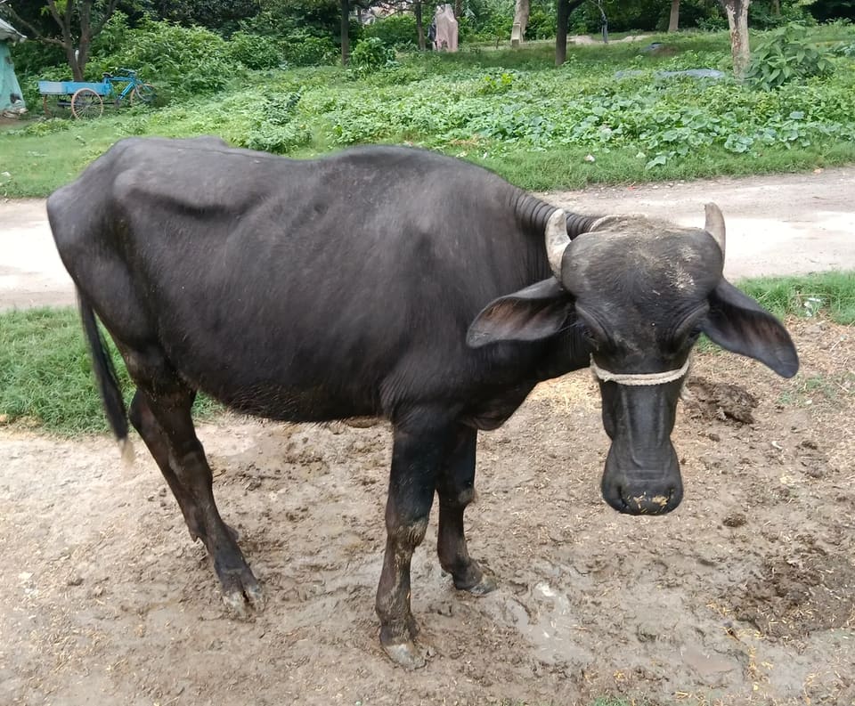 Others Buffalo in  UTTAR PRADESH