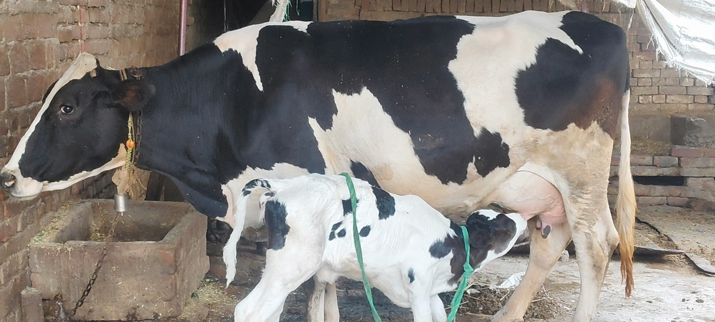 HF Cow H2815, Lactation: 2, MilkPerDay: 25Litres, District: KANNAUJ, State: UTTAR PRADESH