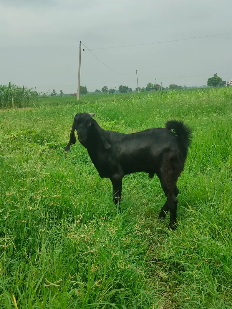 Beetal Goat in  PUNJAB