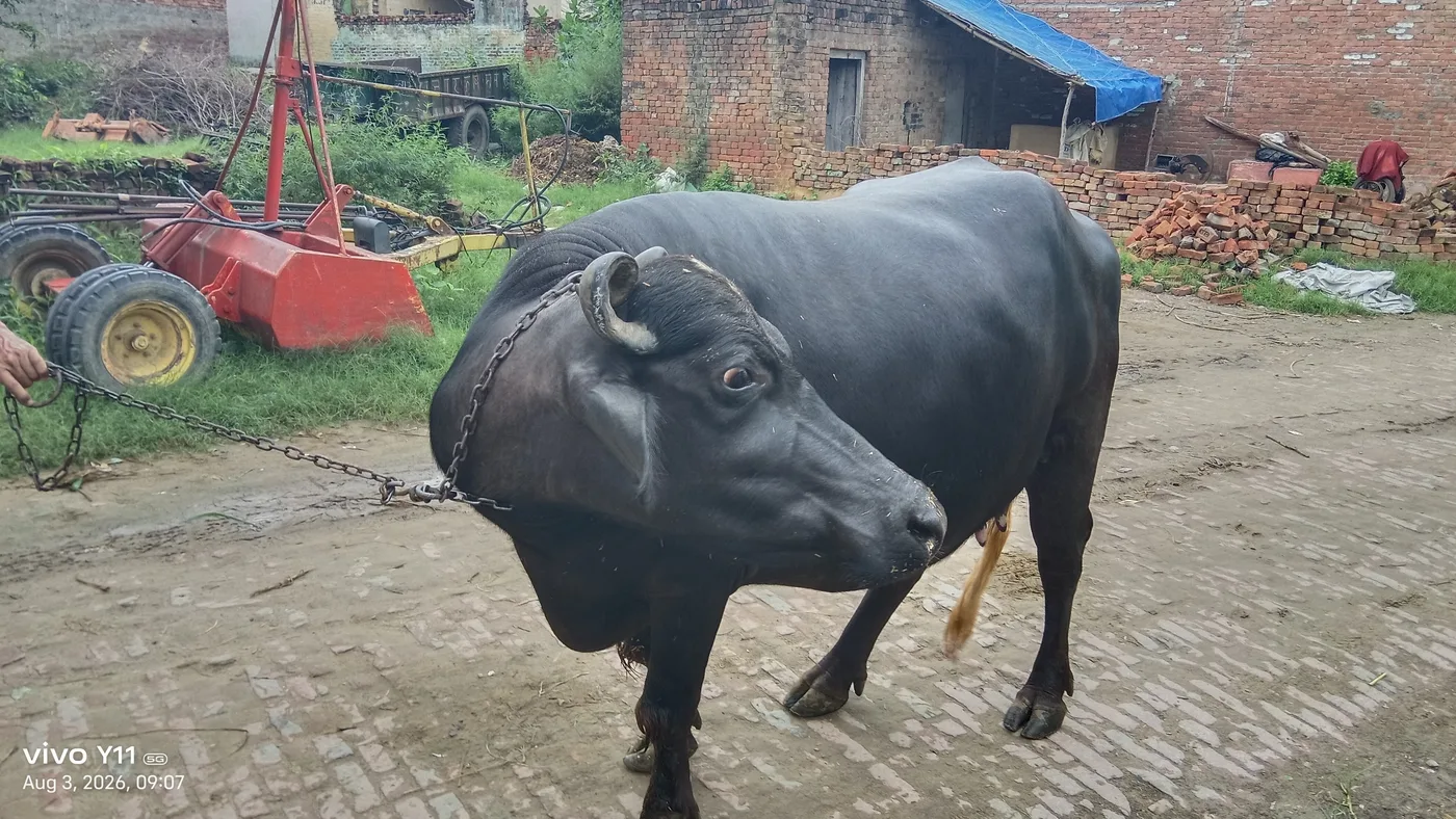 Murrah Buffalo in  UTTAR PRADESH