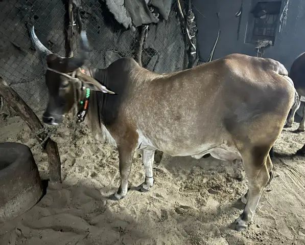 Kankrej Cow K0173, Lactation: 2, MilkPerDay: 15Litres, District: JALORE, State: RAJASTHAN